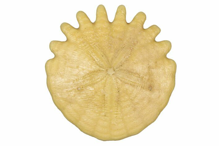 Fossil Sand Dollar (Heliophora) - Boujdour Province, Morocco #347916